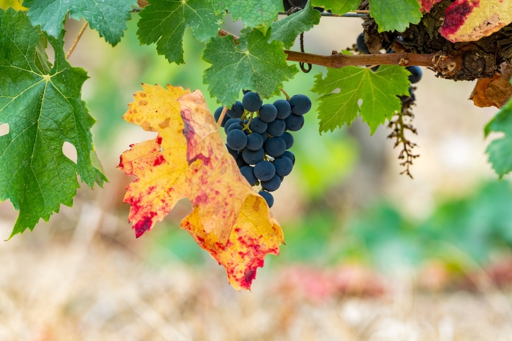 vignoble de bandol la cadierenne