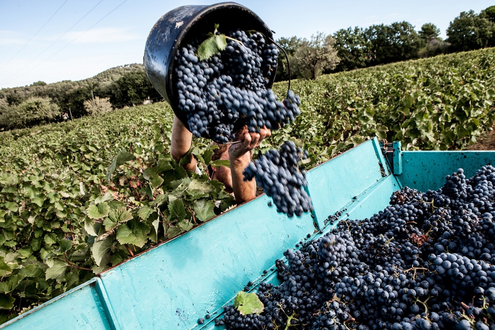 historique des vins de bandol la cadierenne
